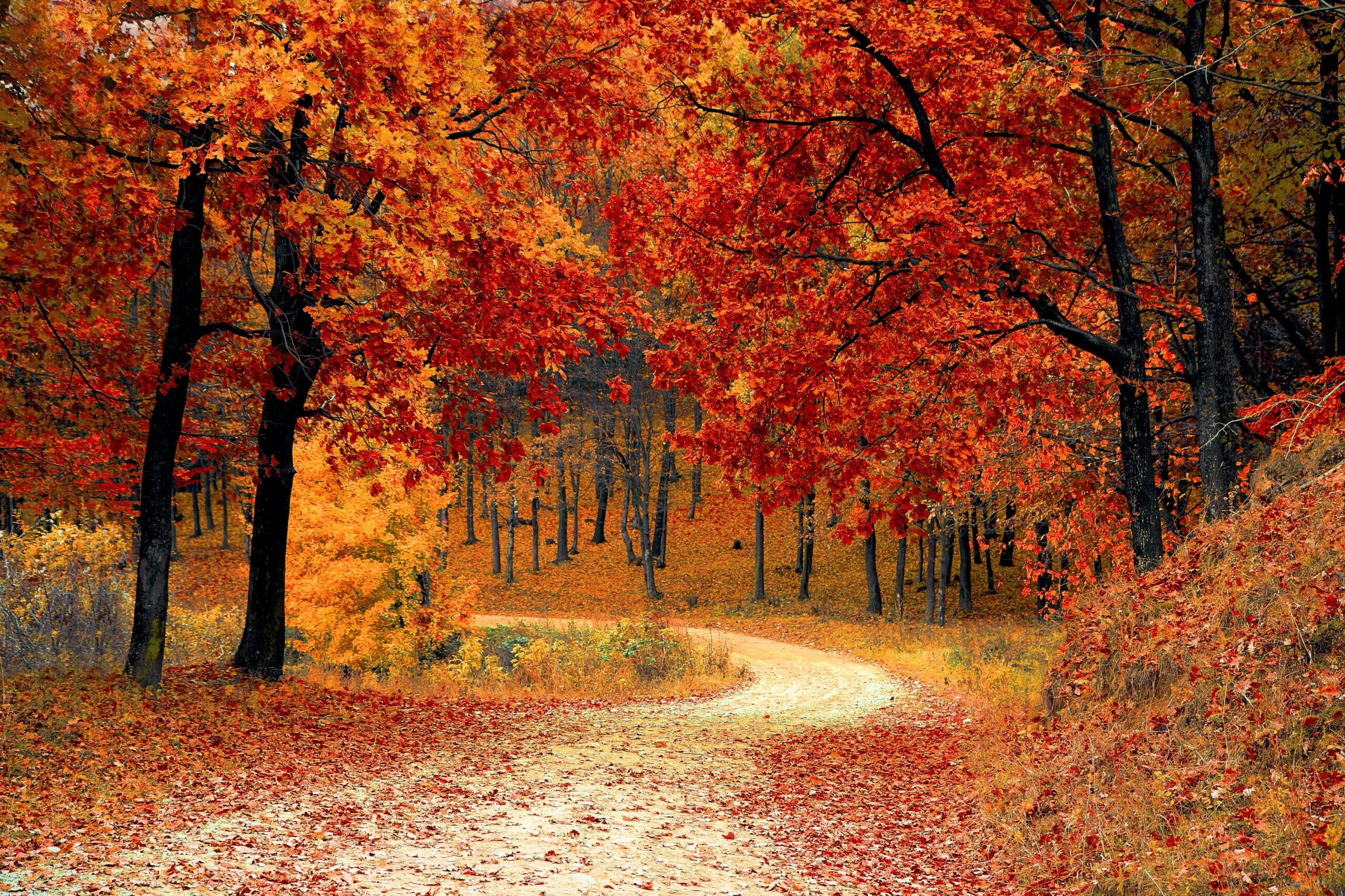 Herramientas para sobrevivir en el bosque en otoño