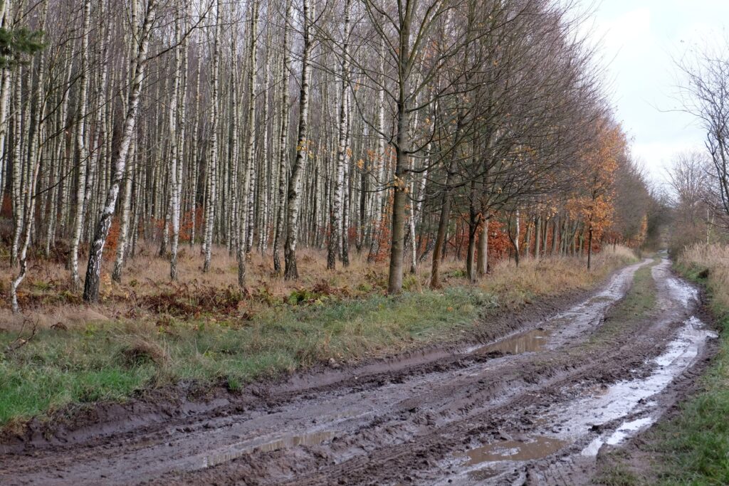 Bosques en otono